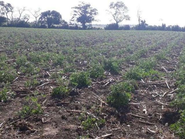 Sítio e chácara venda em Monte Alegre