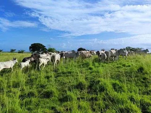 Sítio e chácara venda em Região Geográfica Imediata de Natal, Monte Alegre