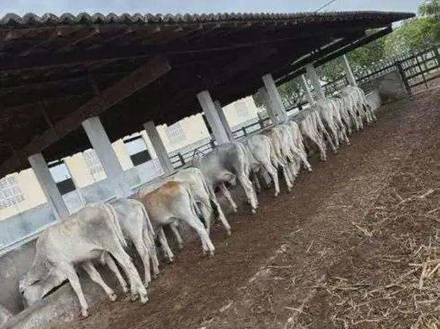 Sítio e chácara venda em Região Geográfica Imediata de Natal, Monte Alegre
