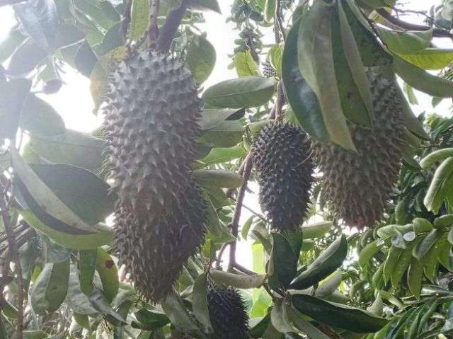 Sítio e chácara venda em Monte Alegre