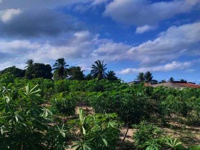 Sítio e chácara venda em Monte Alegre