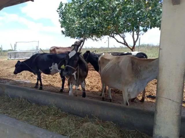 Sítio e chácara venda em Região Geográfica Imediata de Natal, Monte Alegre
