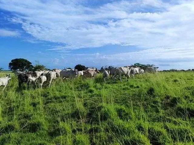 Sítio e chácara venda em Região Geográfica Imediata de Natal, Monte Alegre