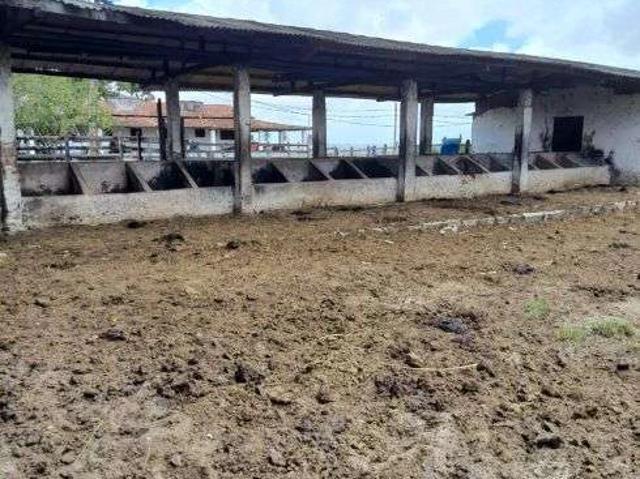 Sítio e chácara venda em Monte Alegre
