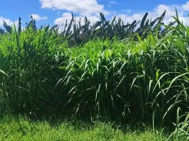 Sítio e chácara venda em Região Geográfica Imediata de Natal, Monte Alegre