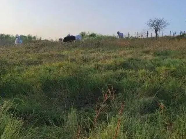 Sítio e chácara venda em Região Geográfica Imediata de Natal, Monte Alegre
