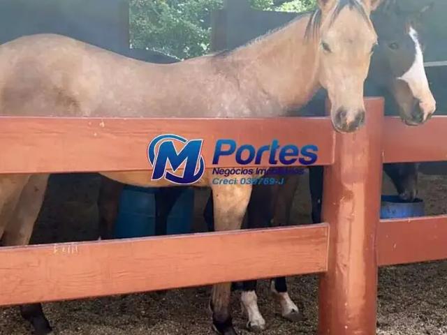 Sítio e chácara venda em Região Imediata de São José do Rio Preto, Região Metropolitana de São José do Rio Preto