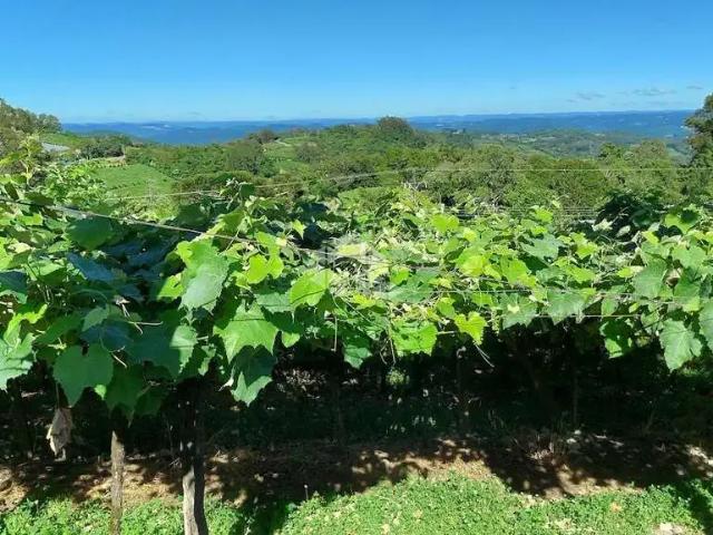 Sítio e chácara venda em Região Geográfica Imediata de Bento Gonçalves, Monte Belo do Sul