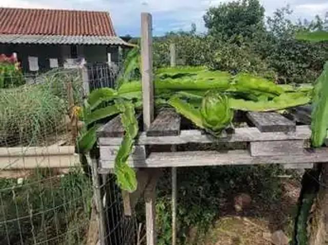 Sítio e chácara venda em Região Imediata de Campinas, Região Metropolitana de Campinas