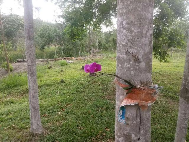 Sítio e chácara venda em Região Imediata de São José dos Campos, Região Metropolitana do Vale do Paraíba e Litoral Norte