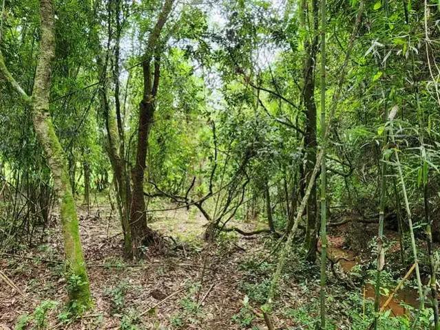 Sítio e chácara venda em Região Geográfica Imediata de Montenegro, Região Metropolitana de Porto Alegre