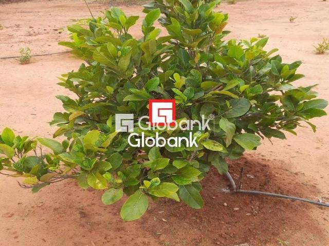 Sítio e chácara venda em Montes Claros, Região Geográfica Intermediária de Montes Claros