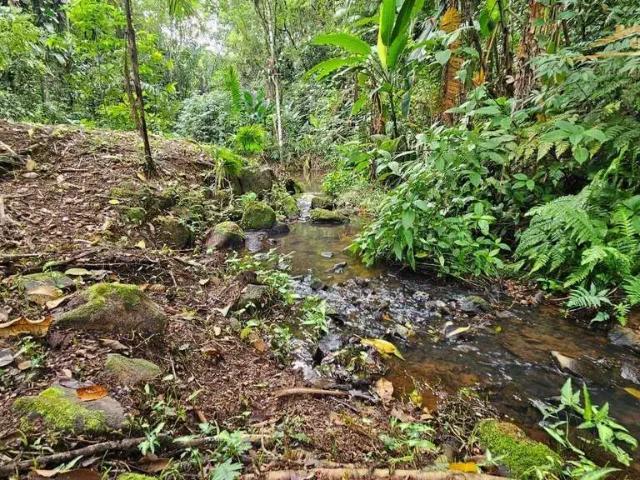 Sítio e chácara venda em Região Geográfica Imediata de Paranaguá, Morretes