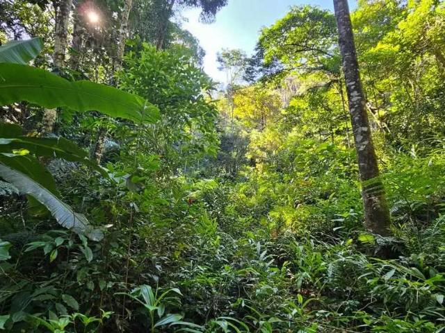 Sítio e chácara venda em Região Geográfica Imediata de Paranaguá, Morretes