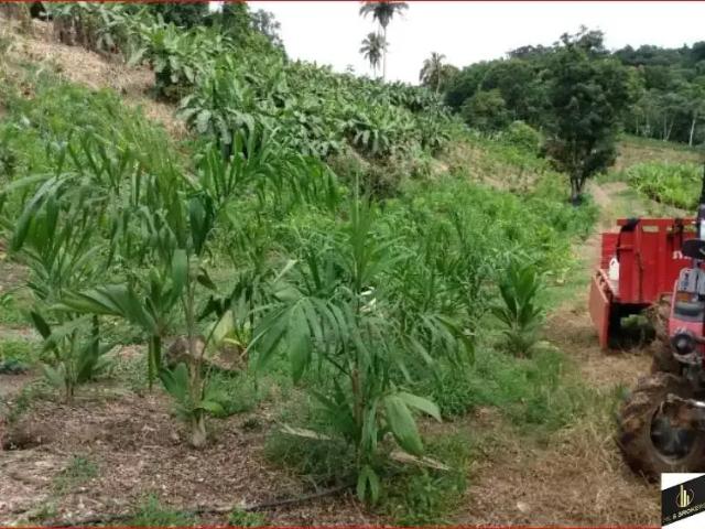 Sítio e chácara venda em Região Geográfica Imediata de Paranaguá, Morretes