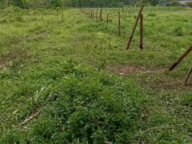 Sítio e chácara venda em Região Geográfica Imediata de Paranaguá, Morretes