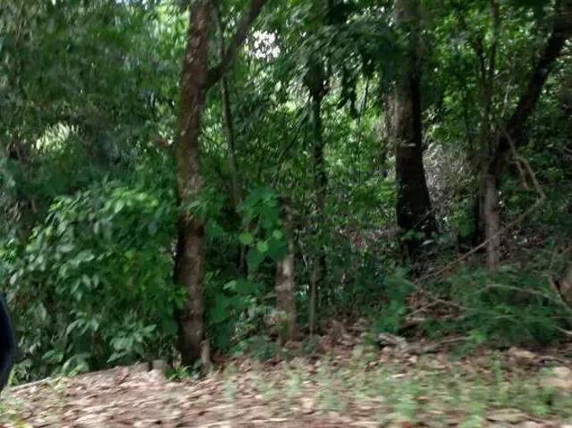 Sítio e chácara venda em Região Geográfica Imediata de Caldas Novas-Morrinhos, Morrinhos