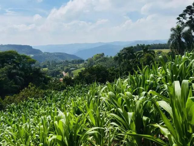 Sítio e chácara venda em Região Geográfica Imediata de Novo Hamburgo - São Leopoldo, Morro Reuter