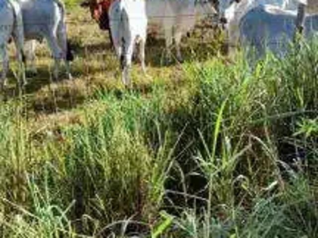 Sítio e chácara venda em Região Geográfica Imediata de Goiás - Itapuranga, Mozarlândia