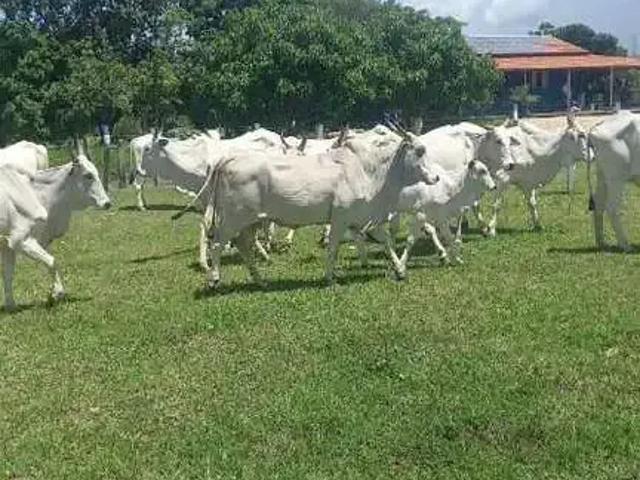 Sítio e chácara venda em Região Geográfica Imediata de Uruaçu - Niquelândia, Niquelândia