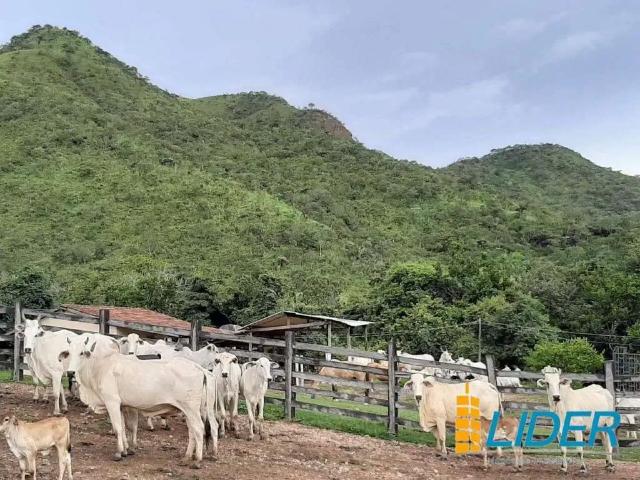 Sítio e chácara venda em Região Geográfica Imediata de Uruaçu - Niquelândia, Niquelândia