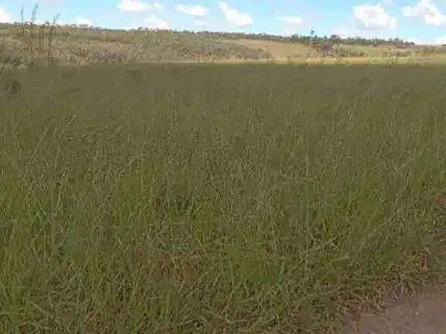 Sítio e chácara venda em Região Geográfica Imediata de Uruaçu - Niquelândia, Niquelândia