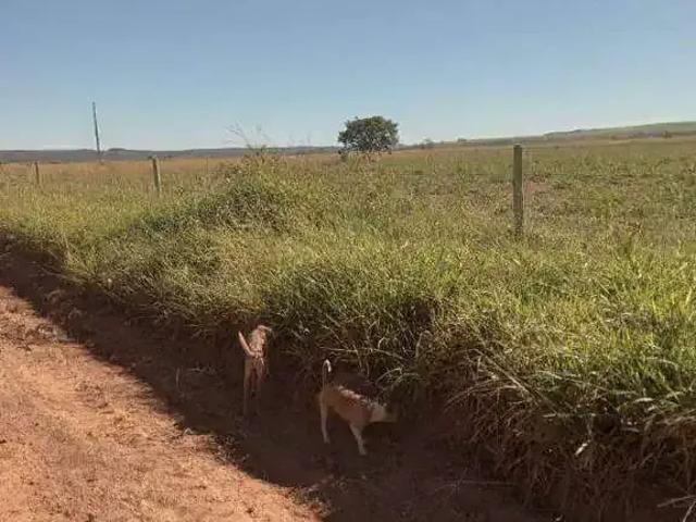 Sítio e chácara venda em Região Geográfica Imediata de Uruaçu - Niquelândia, Niquelândia