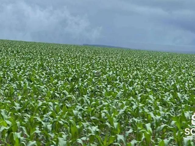 Sítio e chácara venda em Região Geográfica Imediata de Cuiabá, Nobres