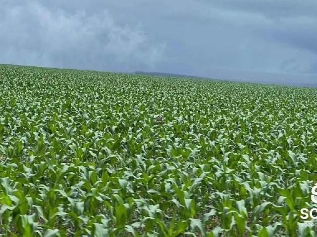 Sítio e chácara venda em Nobres, Região Geográfica Intermediária de Cuiabá