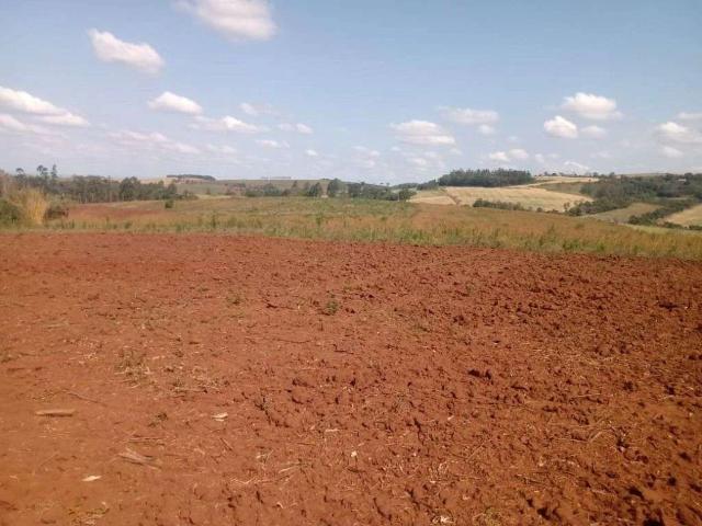 Sítio e chácara venda em Nova Fátima, Região Geográfica Intermediária de Londrina
