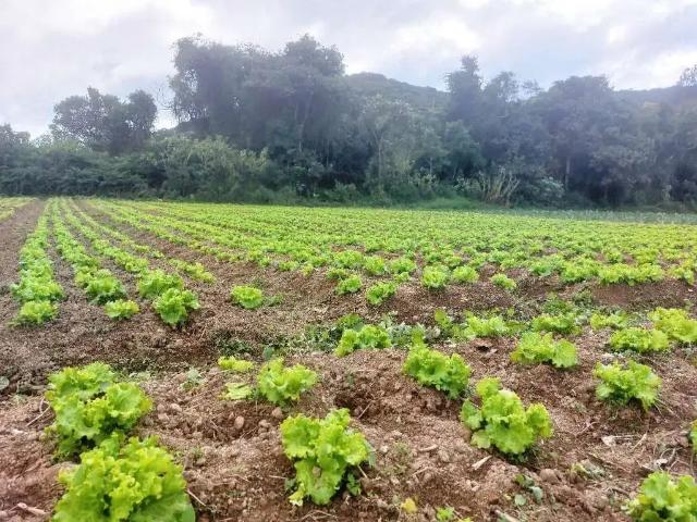 Sítio e chácara venda em Região Geográfica Imediata de Nova Friburgo, Nova Friburgo