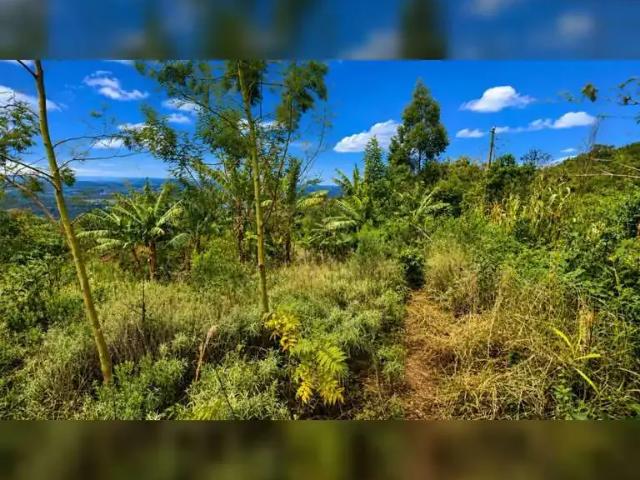 Sítio e chácara venda em Região Geográfica Imediata de Novo Hamburgo - São Leopoldo, Região Metropolitana de Porto Alegre