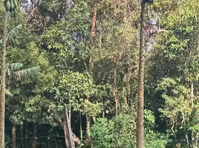 Sítio e chácara venda em Região Geográfica Imediata de Novo Hamburgo - São Leopoldo, Região Metropolitana de Porto Alegre