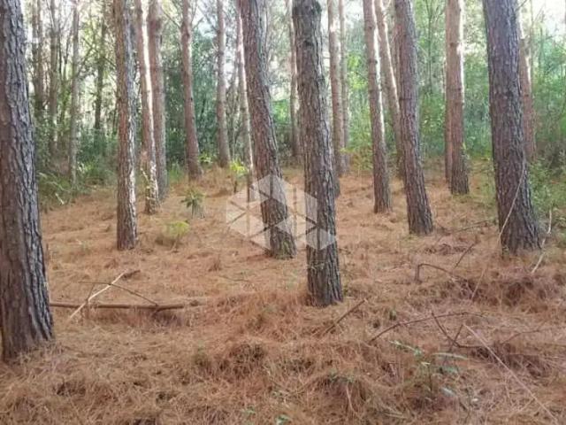 Sítio e chácara venda em Região Geográfica Imediata de Caxias do Sul, Nova Petrópolis