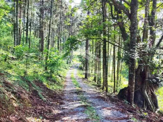 Sítio e chácara venda em Região Geográfica Imediata de Caxias do Sul, Nova Petrópolis