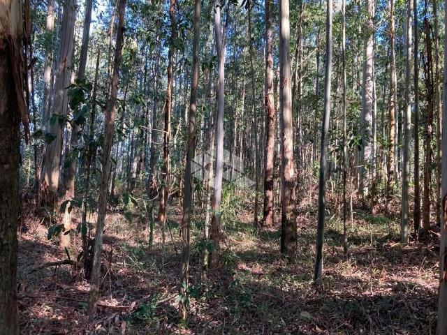 Sítio e chácara venda em Região Geográfica Imediata de Manaus, Itamarati