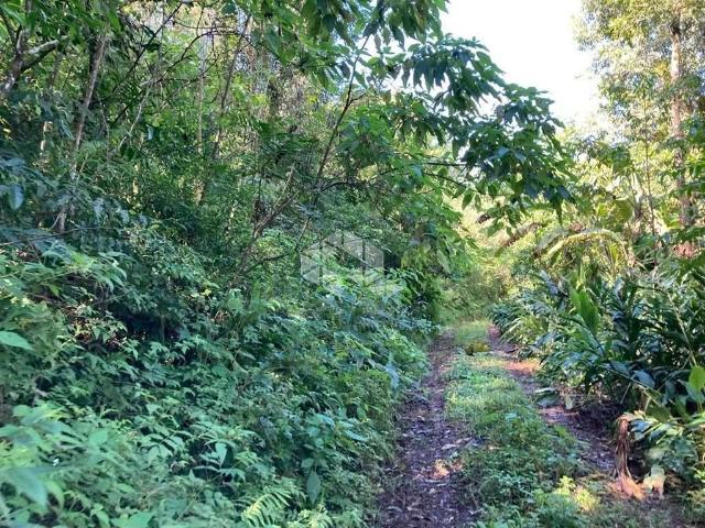 Sítio e chácara venda em Nova Petrópolis