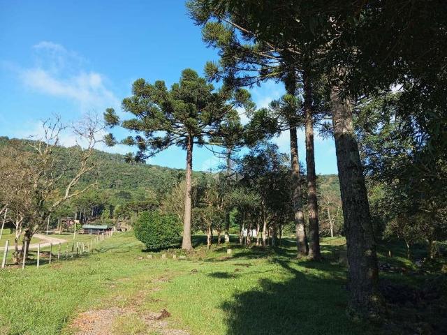Sítio e chácara venda em Região Geográfica Imediata de Caxias do Sul, Nova Petrópolis