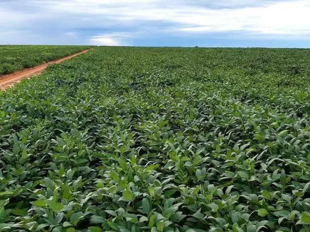 Sítio e chácara venda em Região Geográfica Imediata de Palmas, Novo Acordo