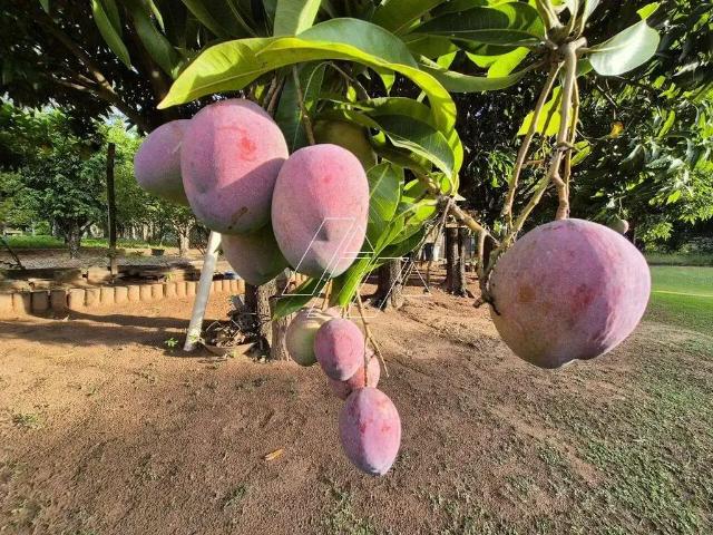Sítio e chácara venda em Região Imediata de Marília, Oriente