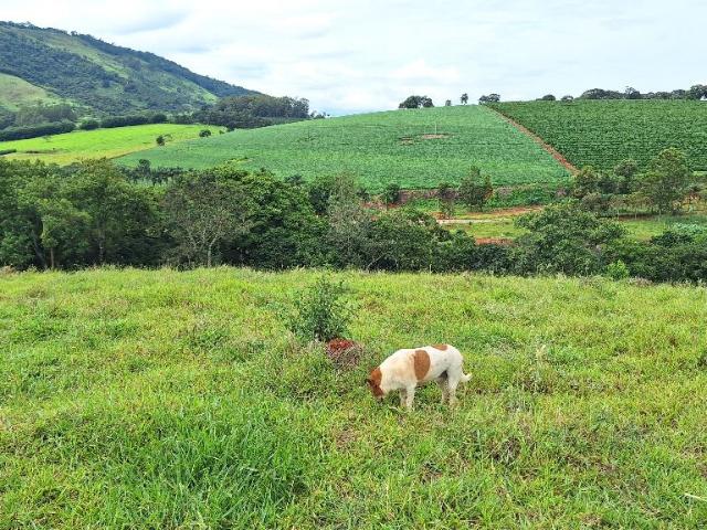 Sítio e chácara venda em Região Geográfica Imediata de Pouso Alegre, Ouro Fino