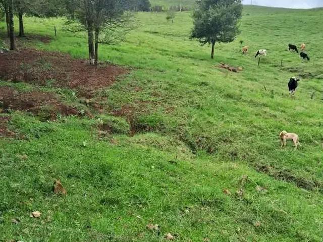 Sítio e chácara venda em Região Geográfica Imediata de Chapecó, Paial