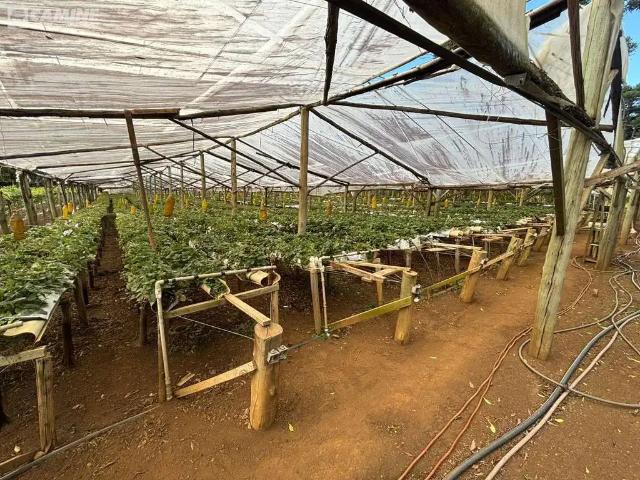 Sítio e chácara venda em Região Geográfica Imediata de Pato Branco, Palmas