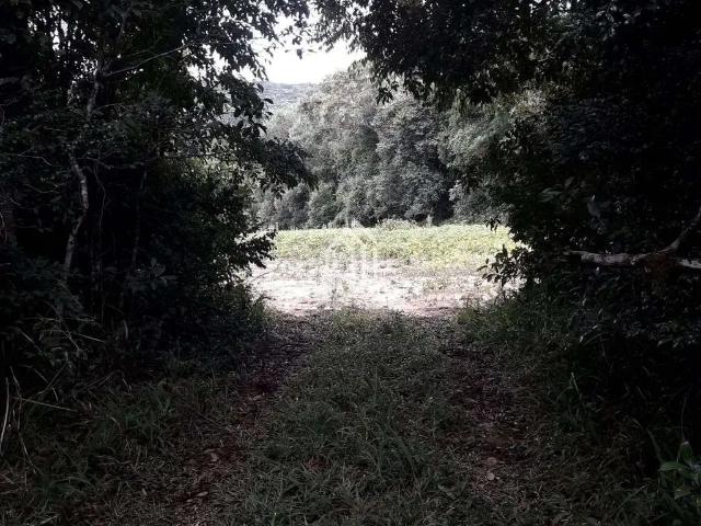 Sítio e chácara venda em Palmeira, Região Geográfica Intermediária de Ponta Grossa