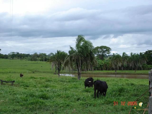 Sítio e chácara venda em Palmeiras de Goiás, Região Geográfica Intermediária de São Luís de Montes Belos-Iporá