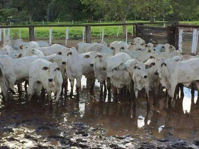 Sítio e chácara venda em Região Geográfica Imediata de Patos de Minas, Paracatu