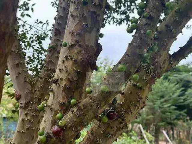 Sítio e chácara venda em Região Imediata de São José dos Campos, Região Metropolitana do Vale do Paraíba e Litoral Norte