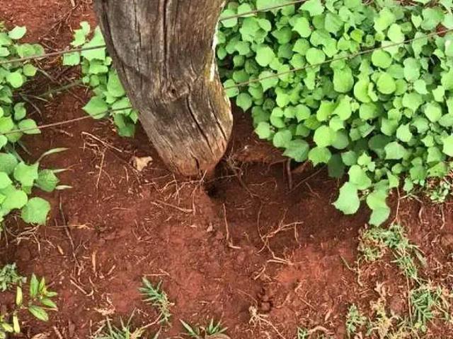 Sítio e chácara venda em Região Geográfica Imediata de Quirinópolis, Paranaiguara