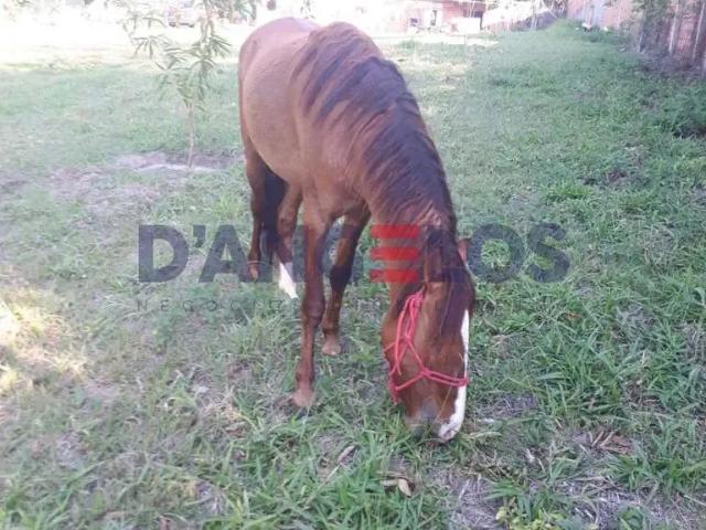 Sítio e chácara venda em Região Imediata de Botucatu, Pardinho