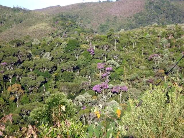 Sítio e chácara venda em Região Geográfica Imediata de Valença, Paty do Alferes